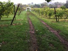 Empty vineyard: just the tracks show how heavy the crop was.